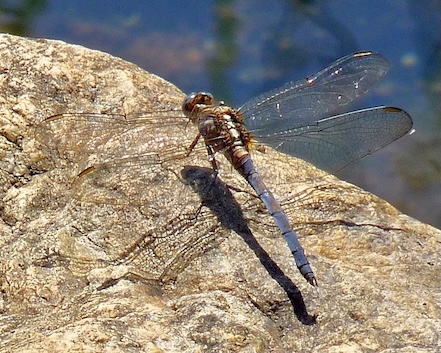 epaulet skimmer